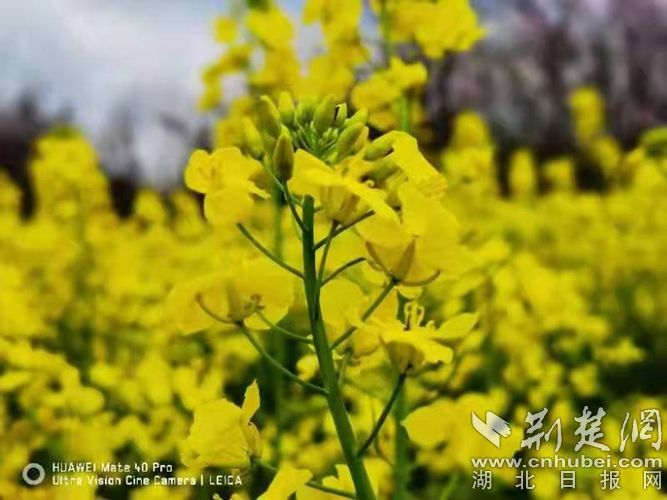 5鑫东生态园油菜花.jpg.jpg