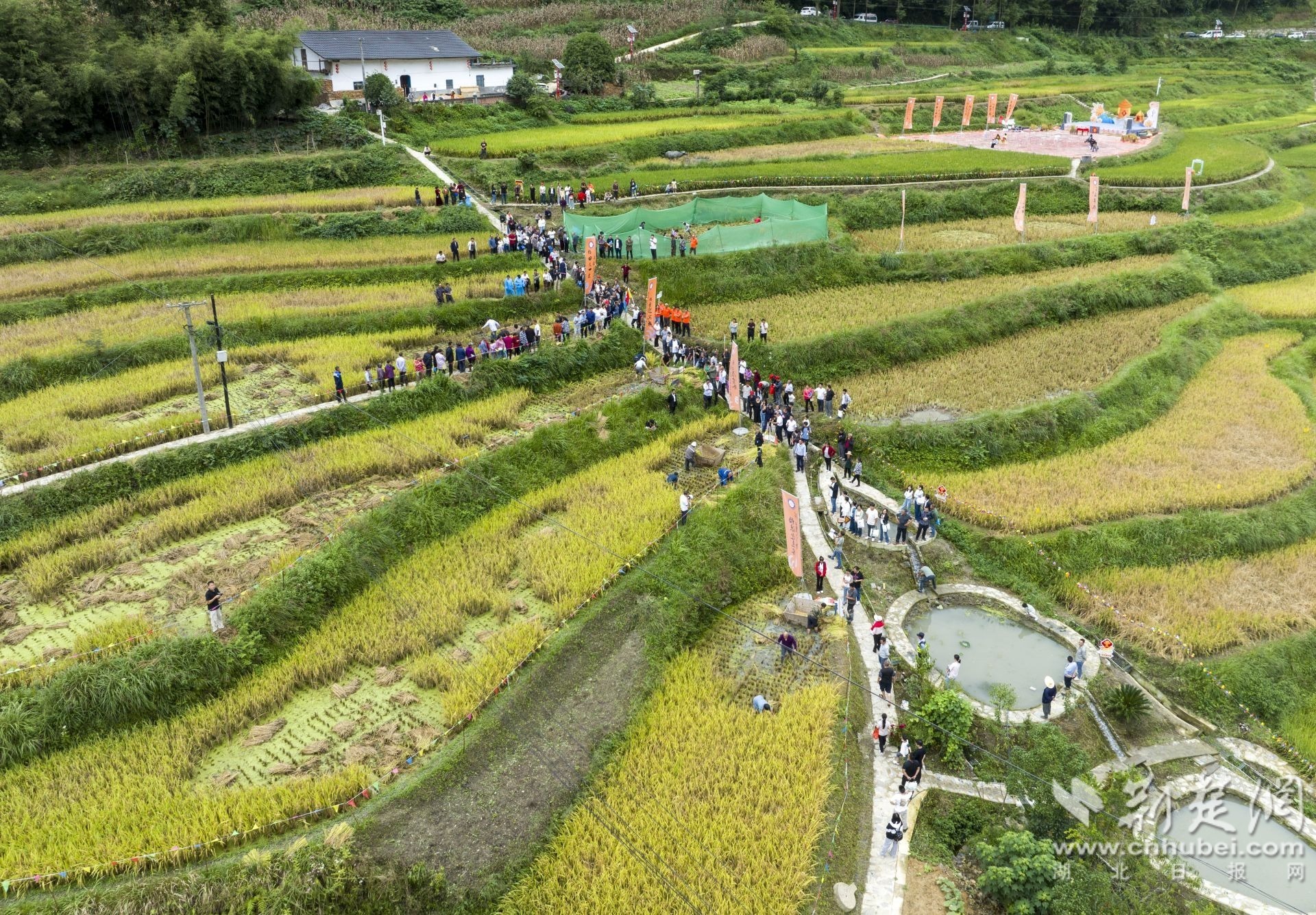 9月19日,秭归县两河口镇二甲村,村民参加割稻比赛 (3).JPG.JPG