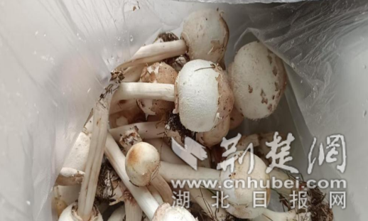 wechat_2025-06-28_072914_501_副本.png.png