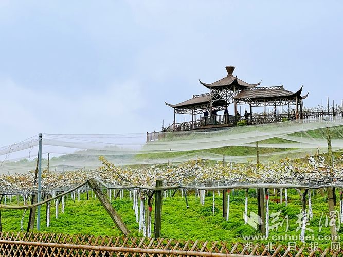 2三山湖生态园梨花.jpg.jpg