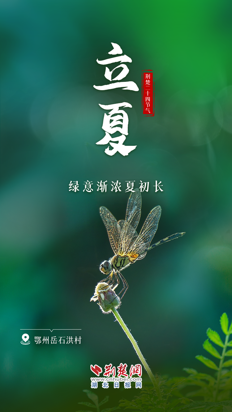 立夏海报.png.png